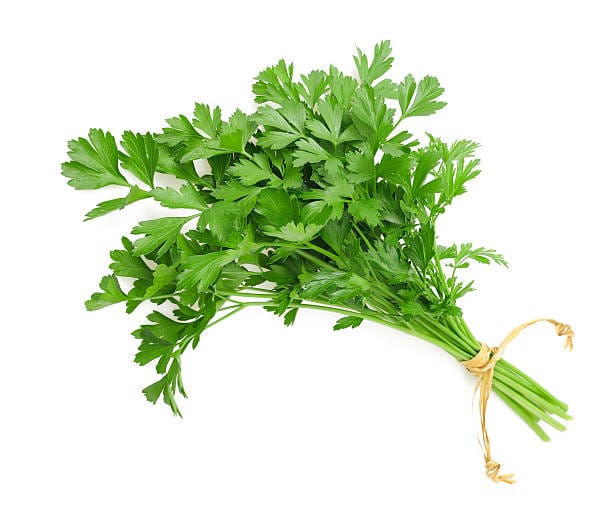 Cilantro